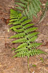 Log fern 